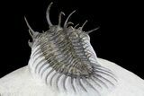 Spiny Comura Trilobite - Oufaten, Morocco #160893-6